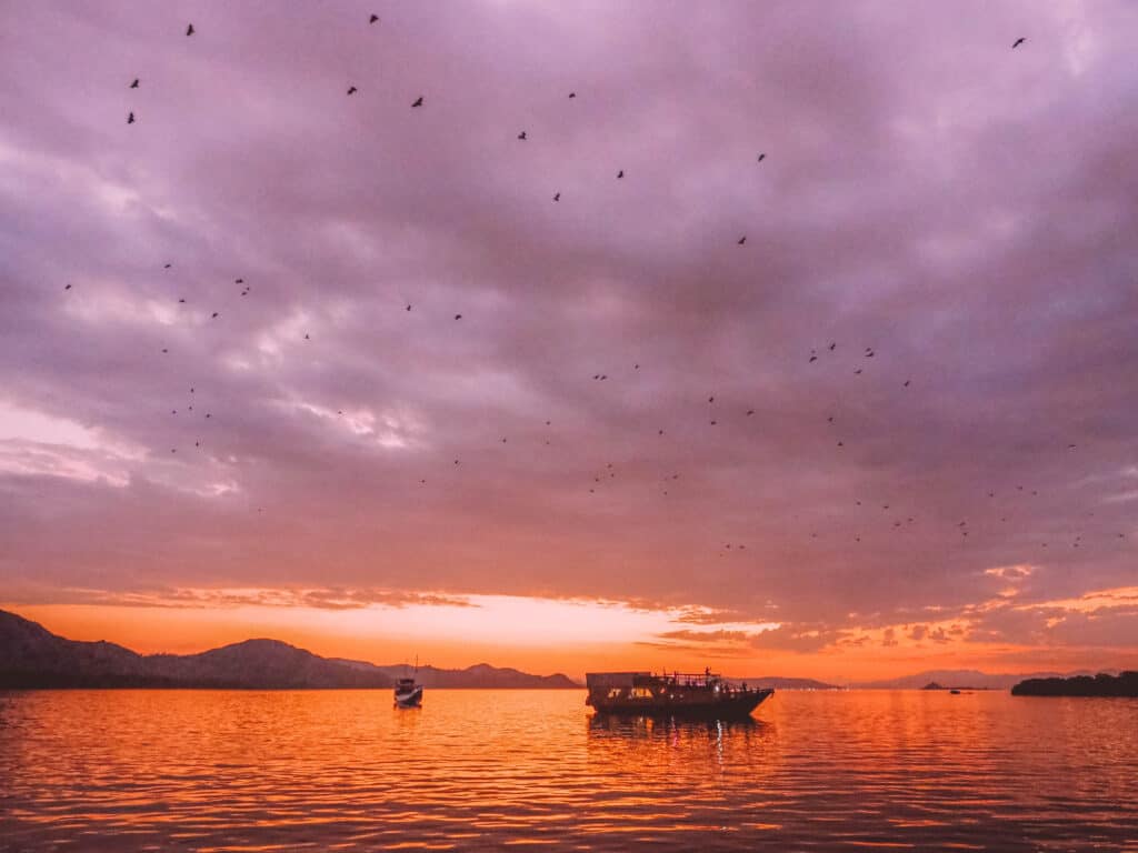 Komodo Sunset Flying Foxes