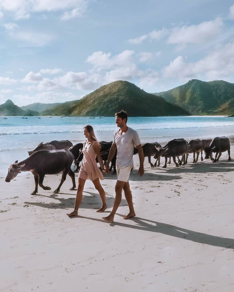 Lombok Selong Belanak Beach Buffalos Couple