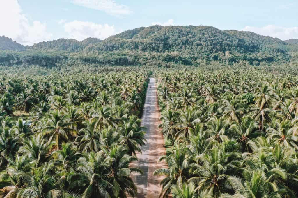 Siargao Palm Trees Road Drone