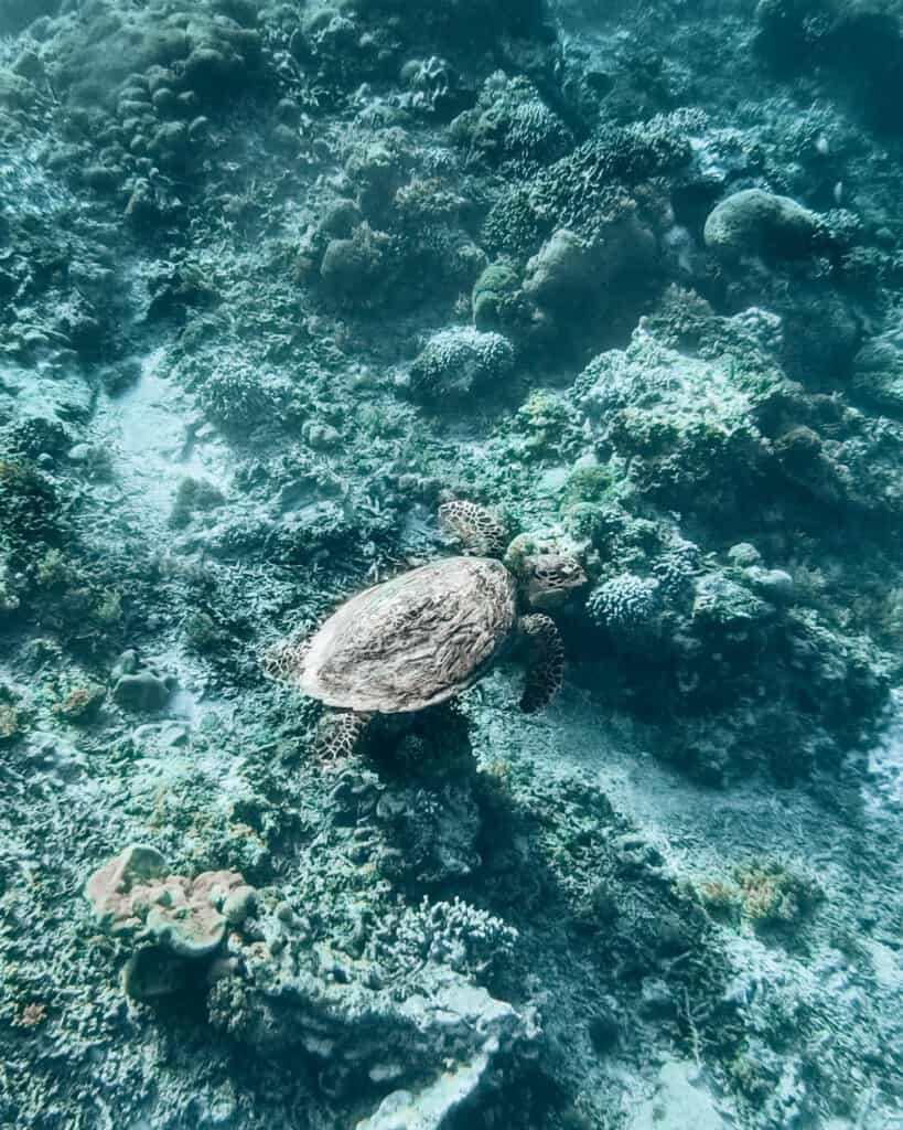 Gili Air Snorkeling Turtle