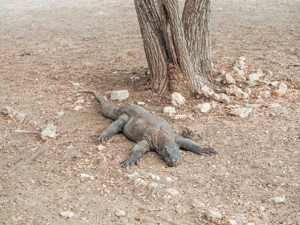 Komodo Dragon