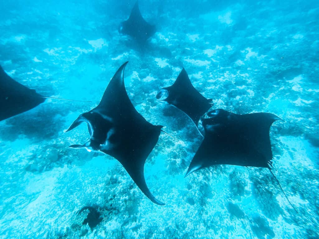 Manta Rays Komodo National Park