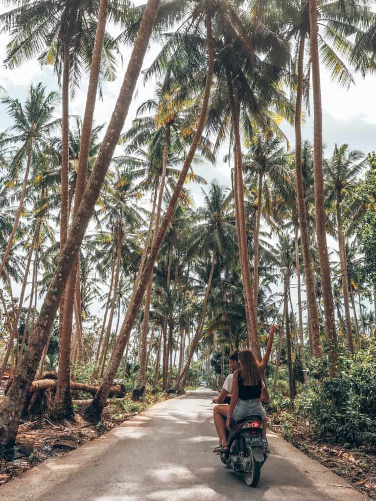 Palm Tree Road