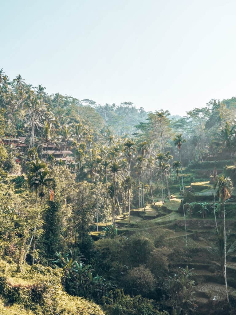 Panoramic View of Tegallalang Rice field Ubud Bali