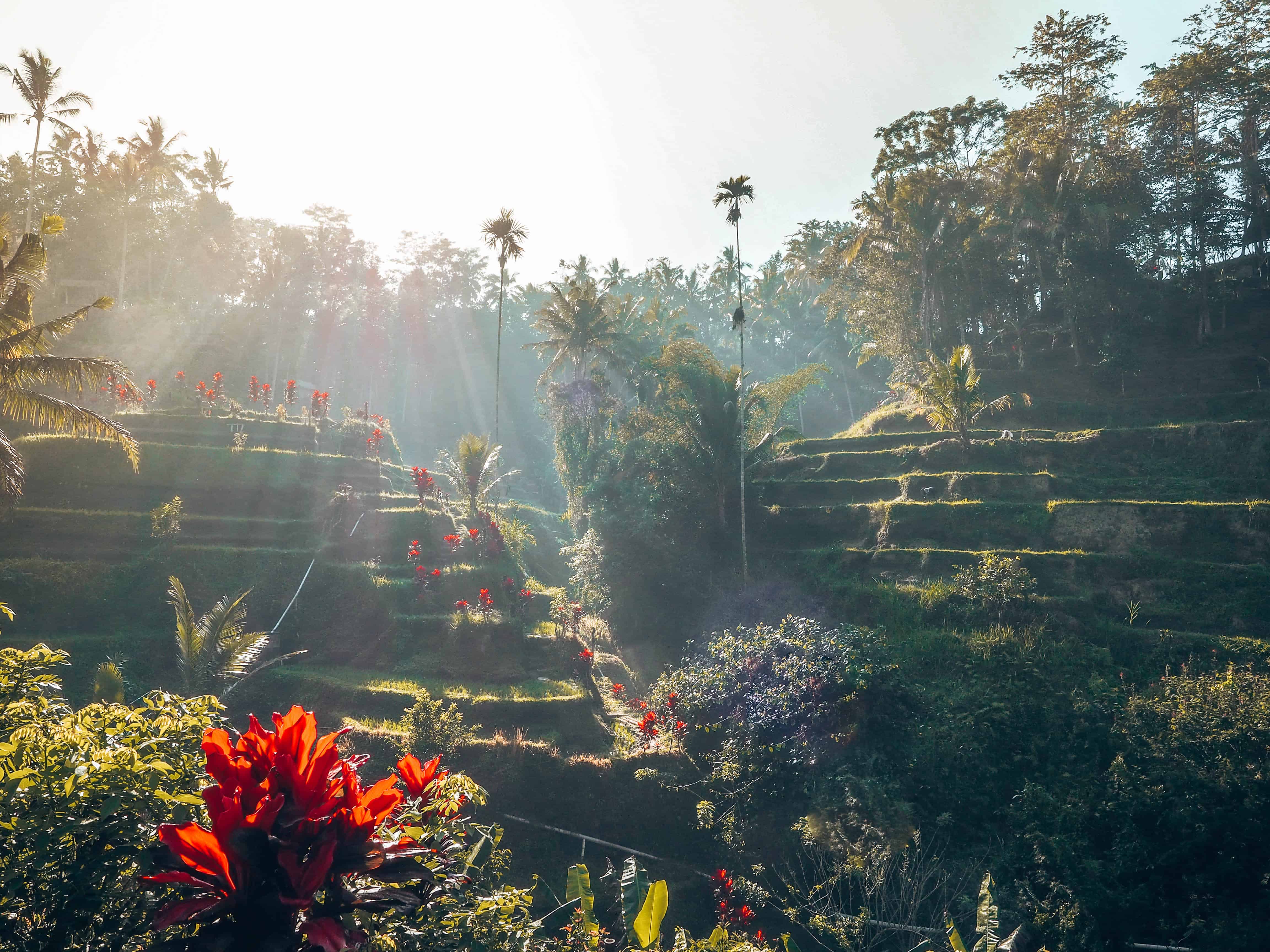 Sunset at Tegallalang Rice Field Ubud Bali