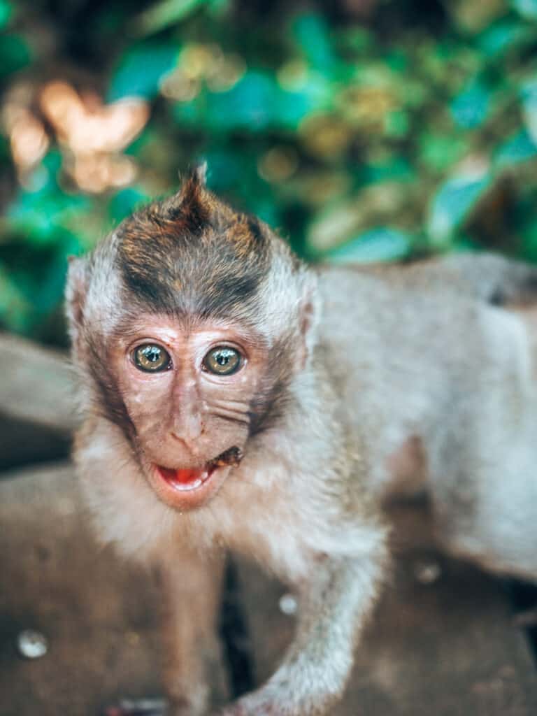 Close up of a monkey