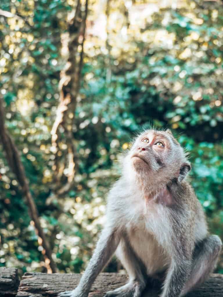 Monkey looking up