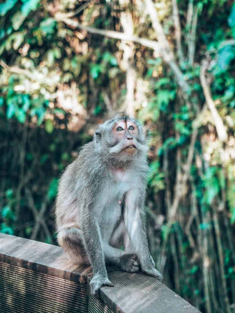 Monkey sitting on a railing