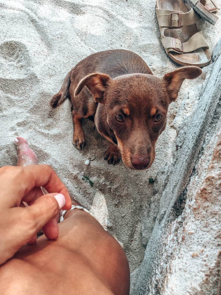 Young Dog sitting in sand