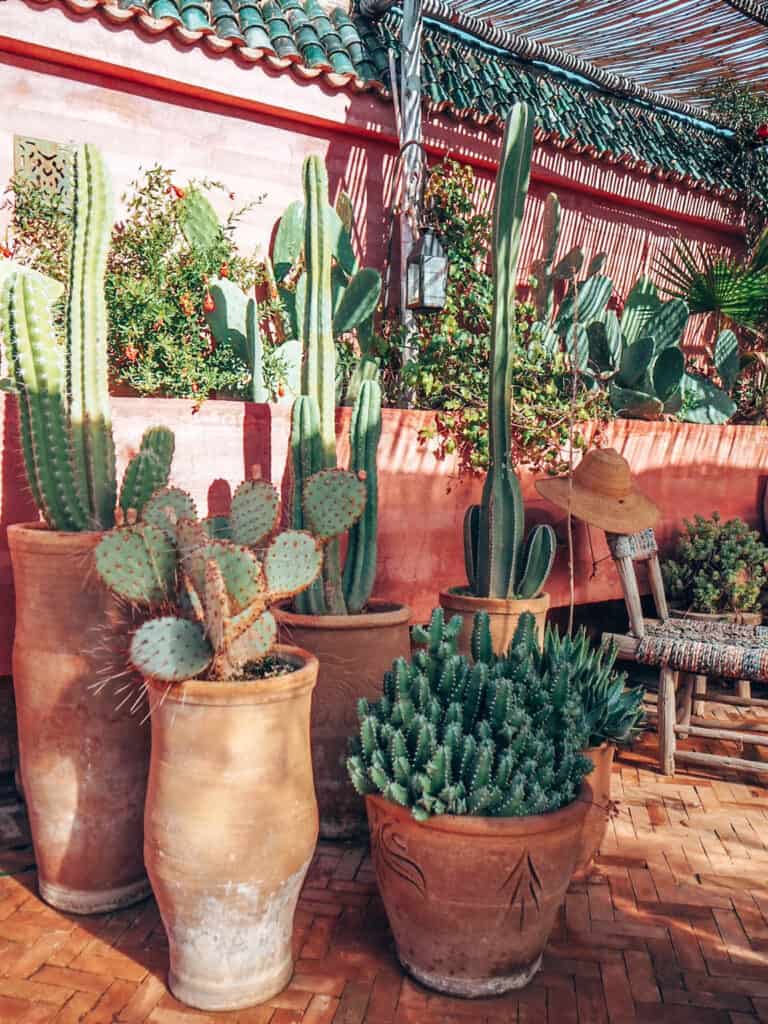 Marrakesh Riad Jardin Secret Rooftop Cactuses