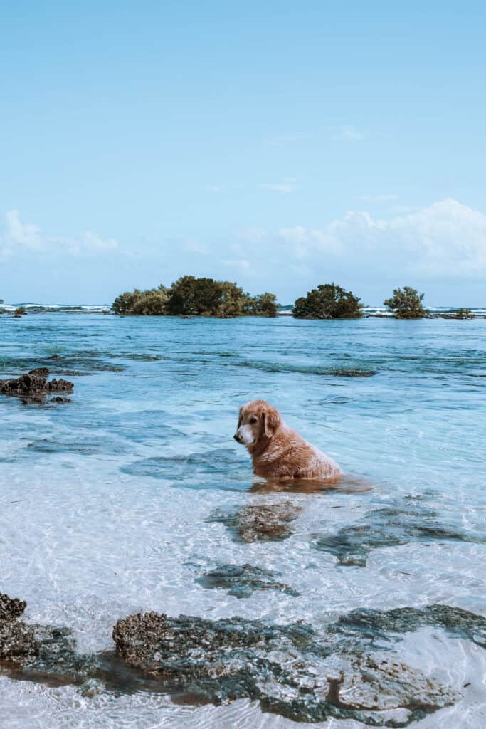 Dog in the water at Cloud 9 Siargao