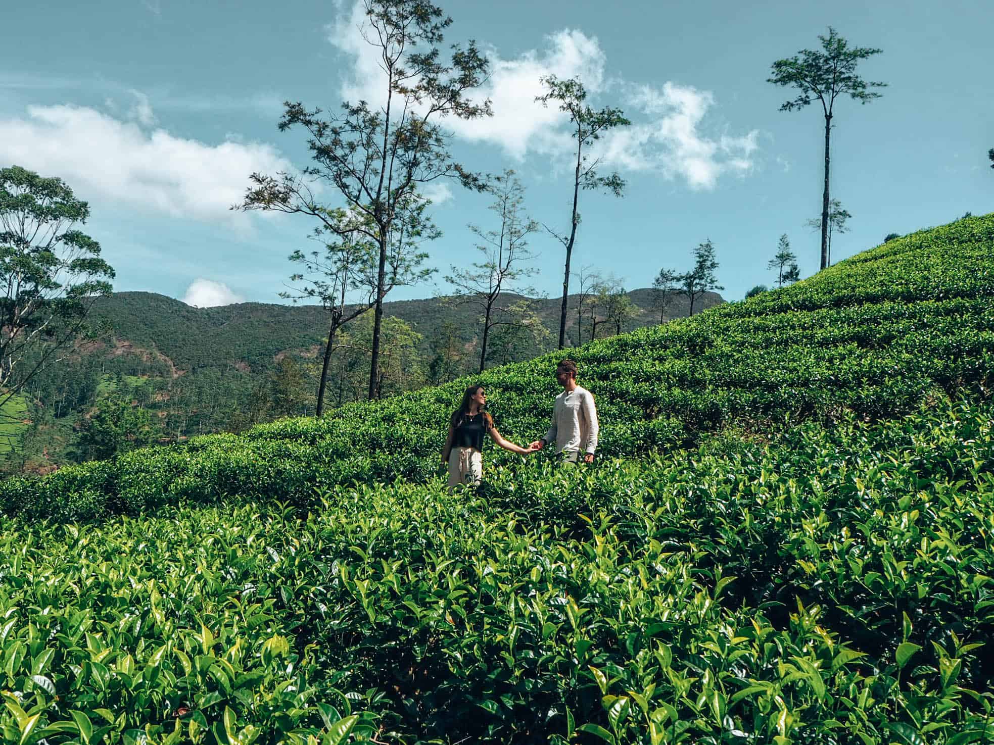 Couple walking in tea field at Damro plantation in Nuwara Eliya