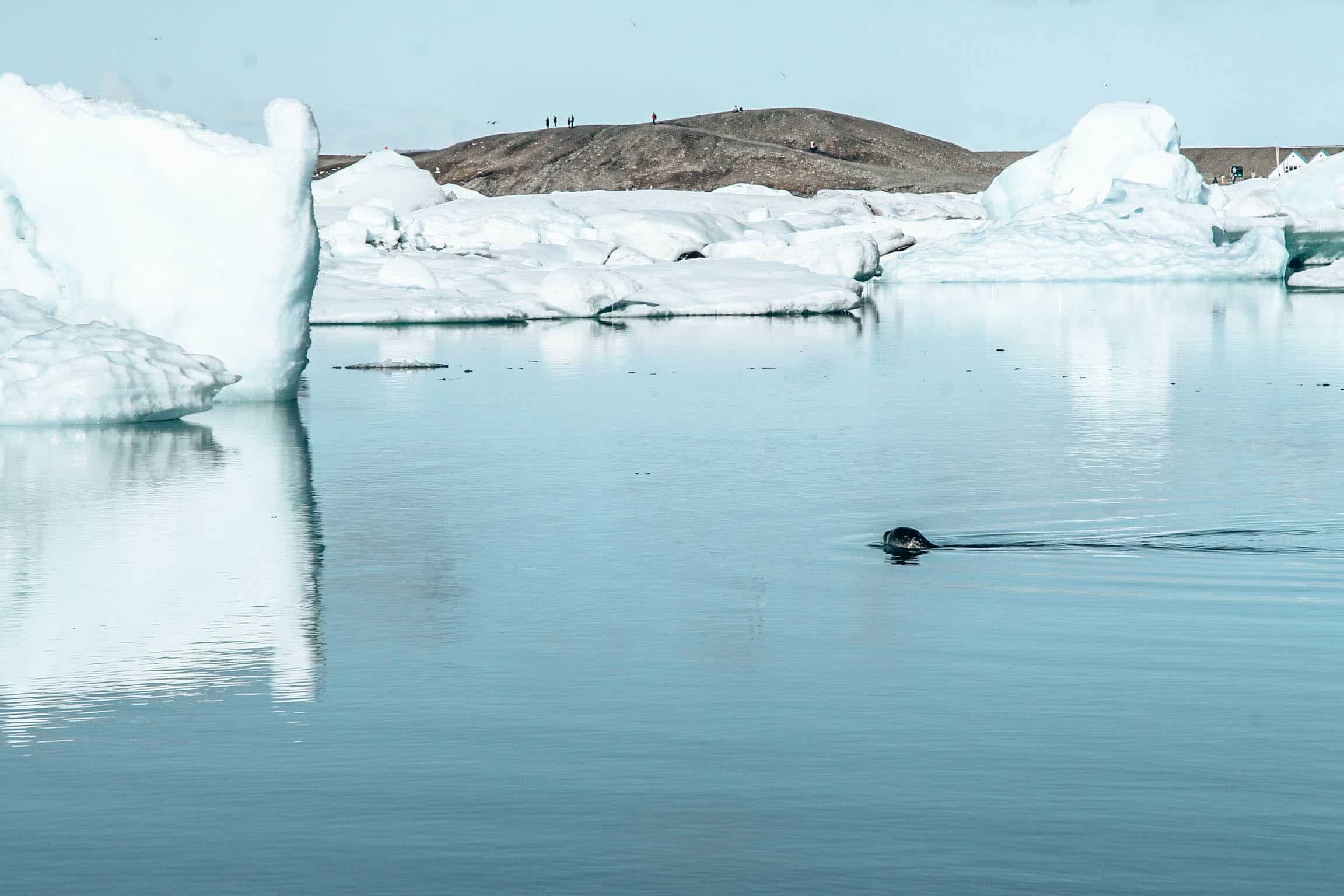 Jokulsarlon seal in water