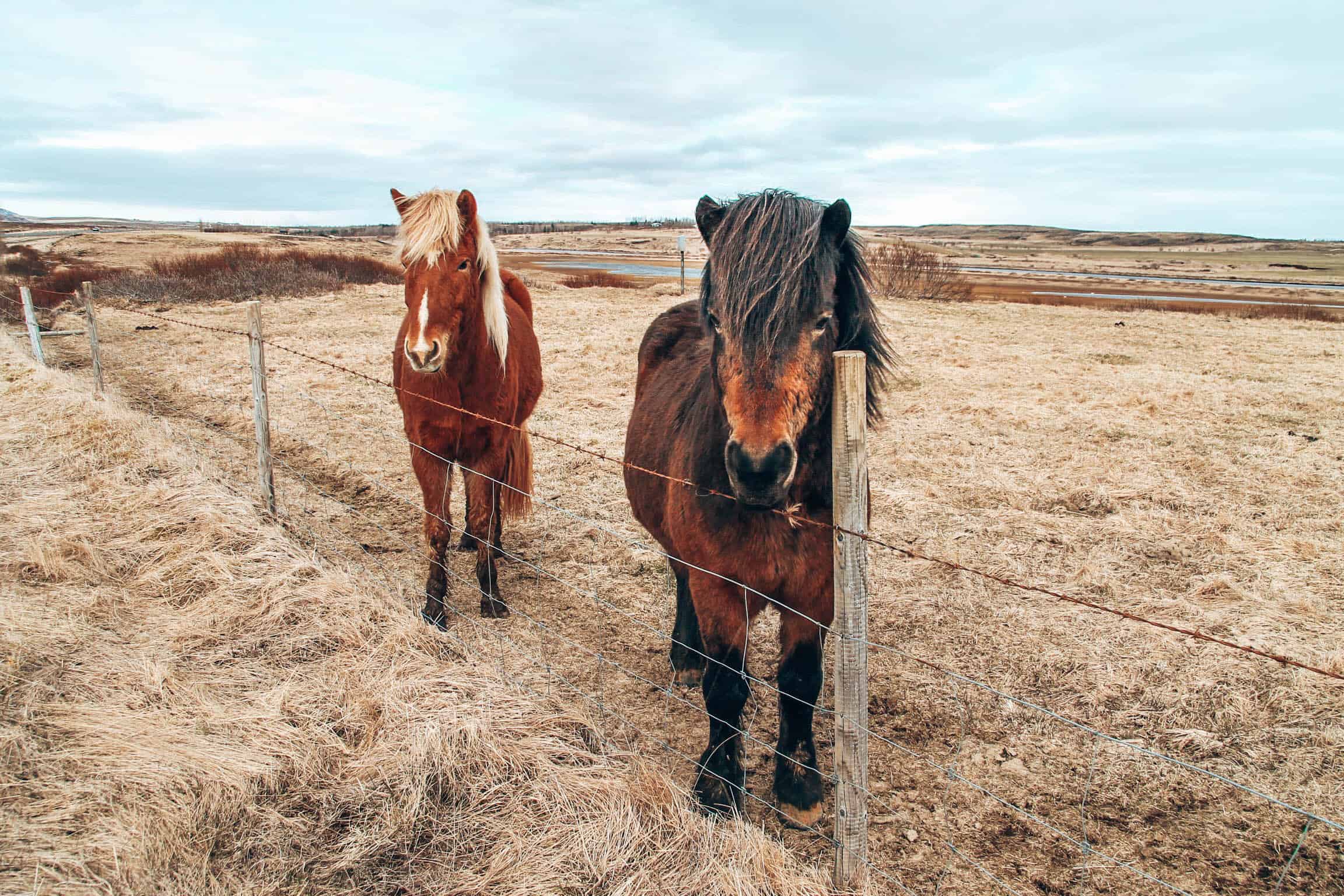 Two Iceland Ponies at fence