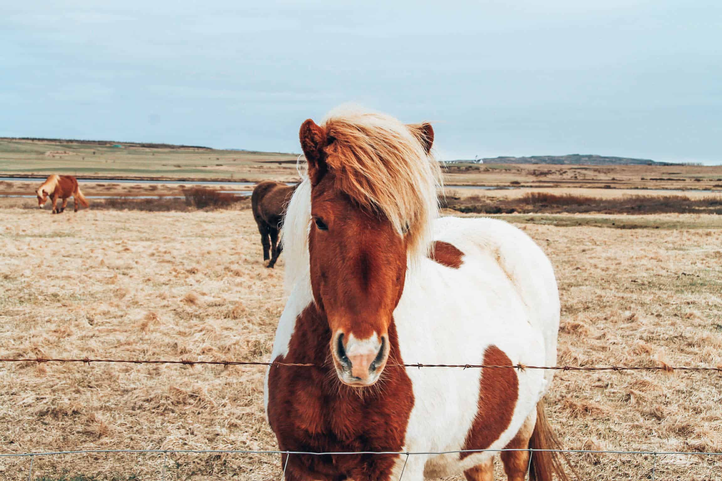 Iceland Pony Fence