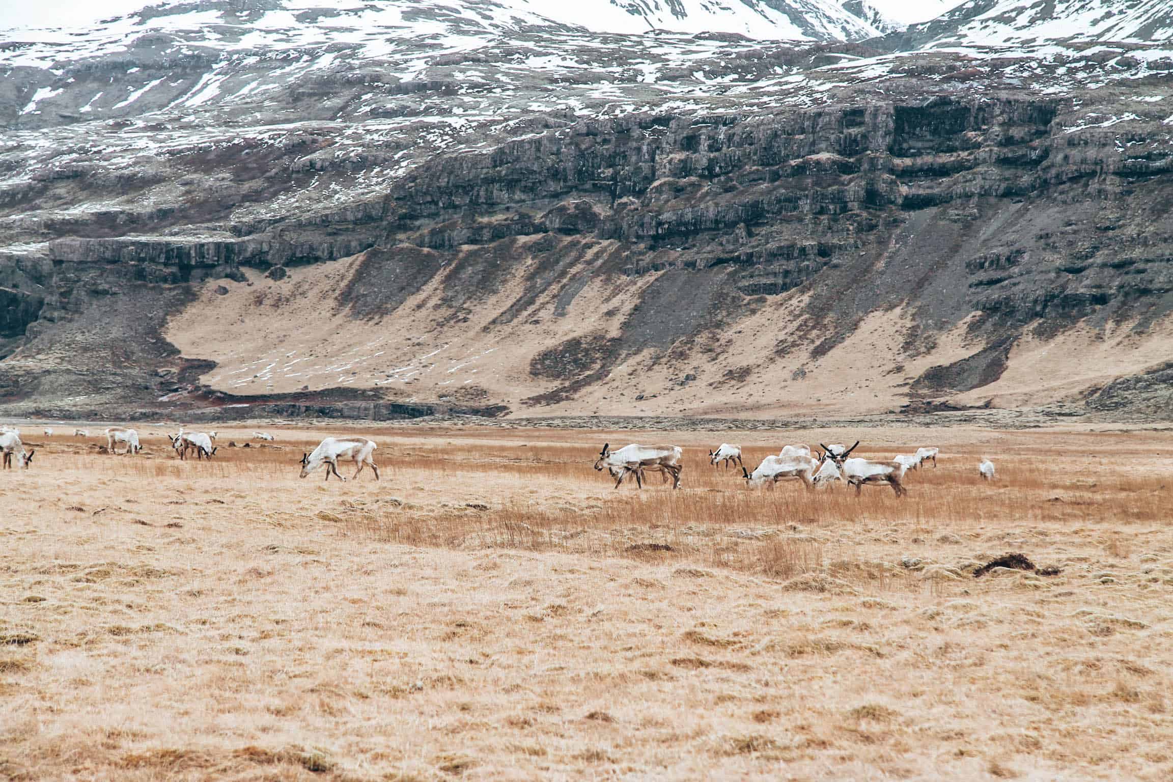 Iceland Reindeer