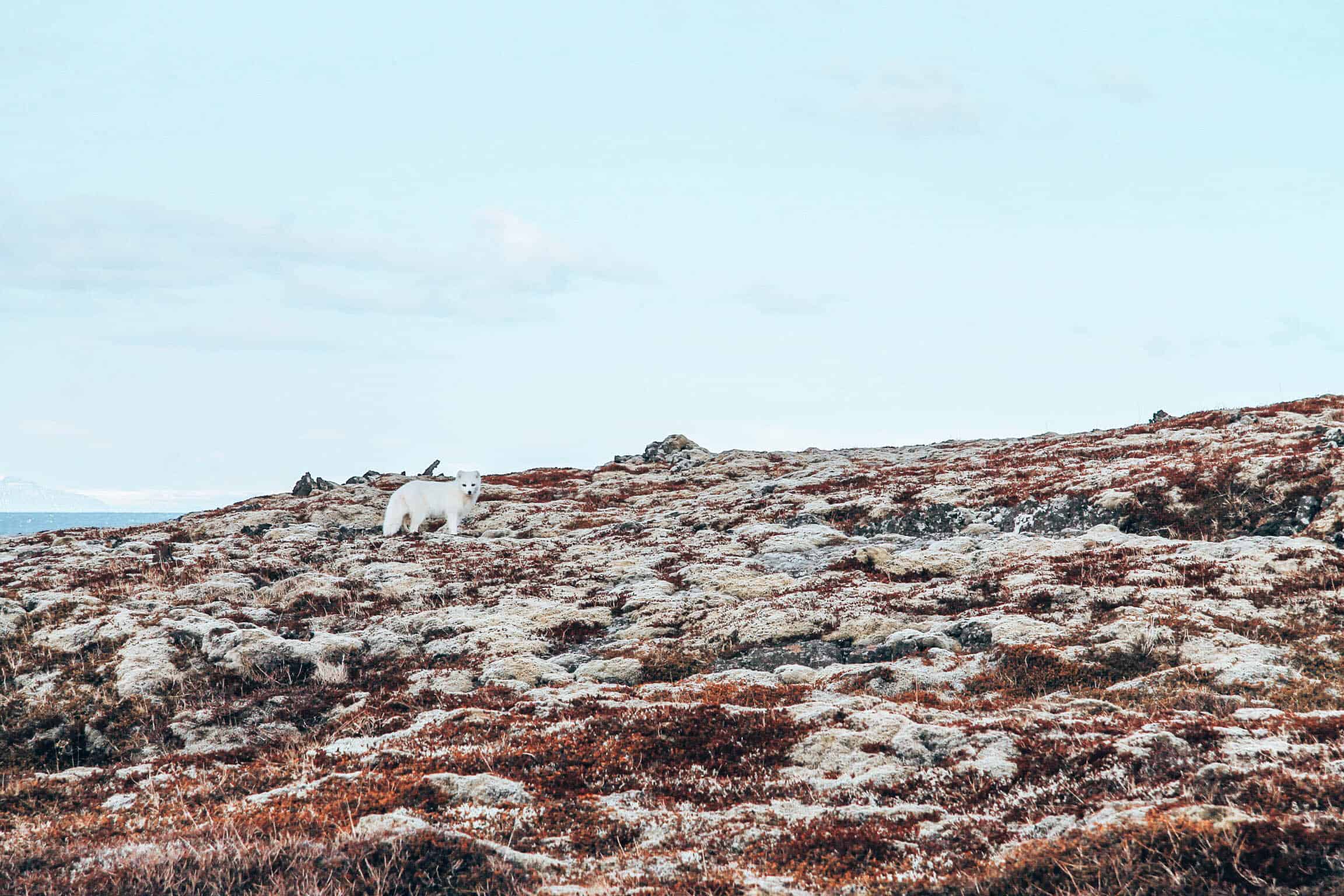 Iceland Snow Fox