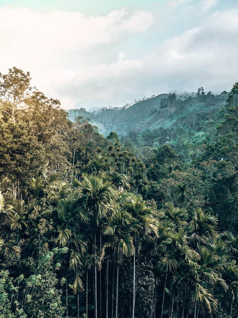 Jungle view from nine arches bridge Ella