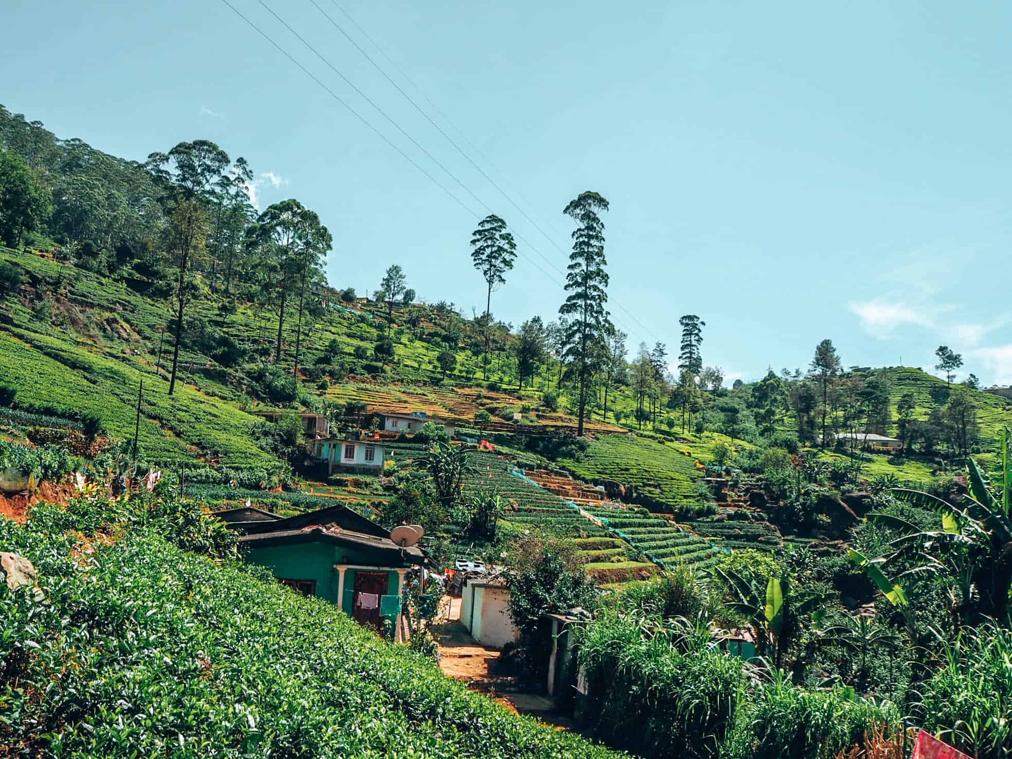 Houses in tea plantation at Nuwara Eliya