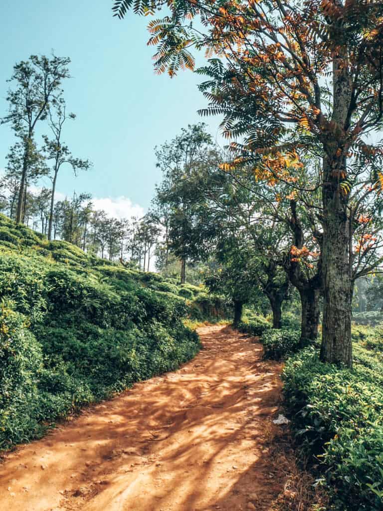 Path to little adams peak ella sri lanka