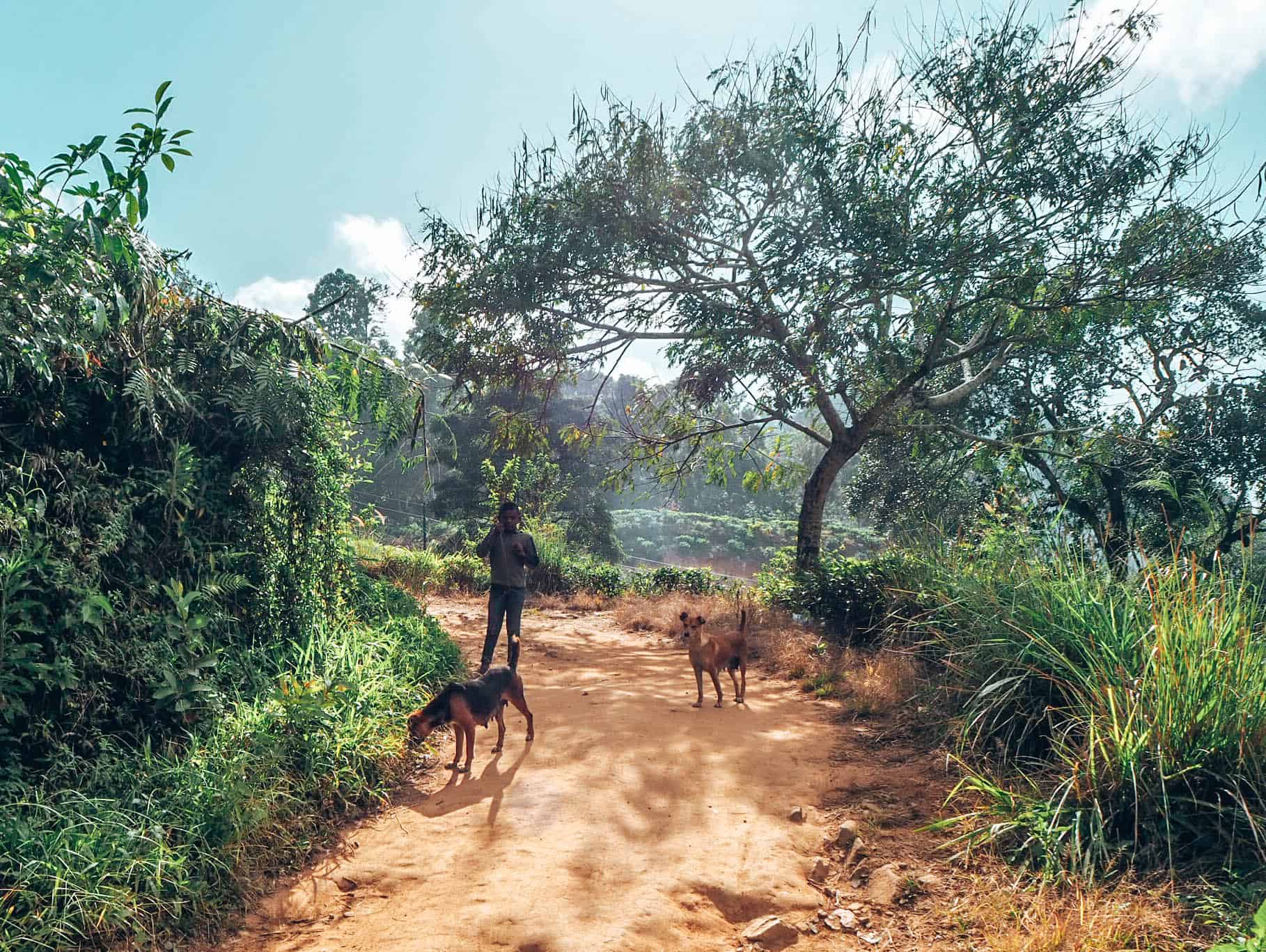 Dogs on the path to little adams peak ella sri lanka