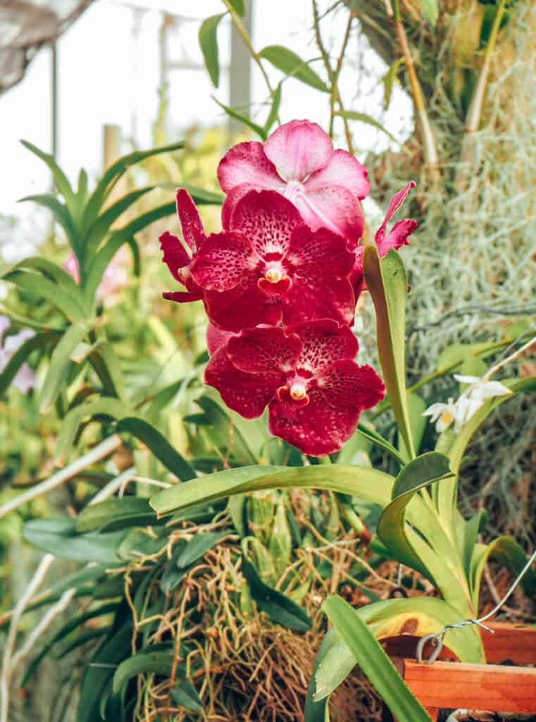 Red orchid royal botanic gardens kandy