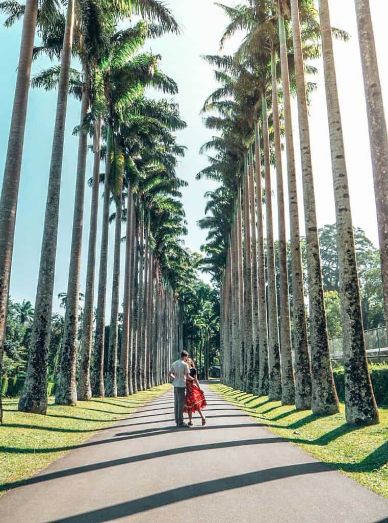 Palm tree street royal botanic gardens kandy sri lanka