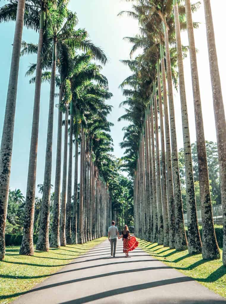 Palm tree street royal botanic gardens kandy sri lanka