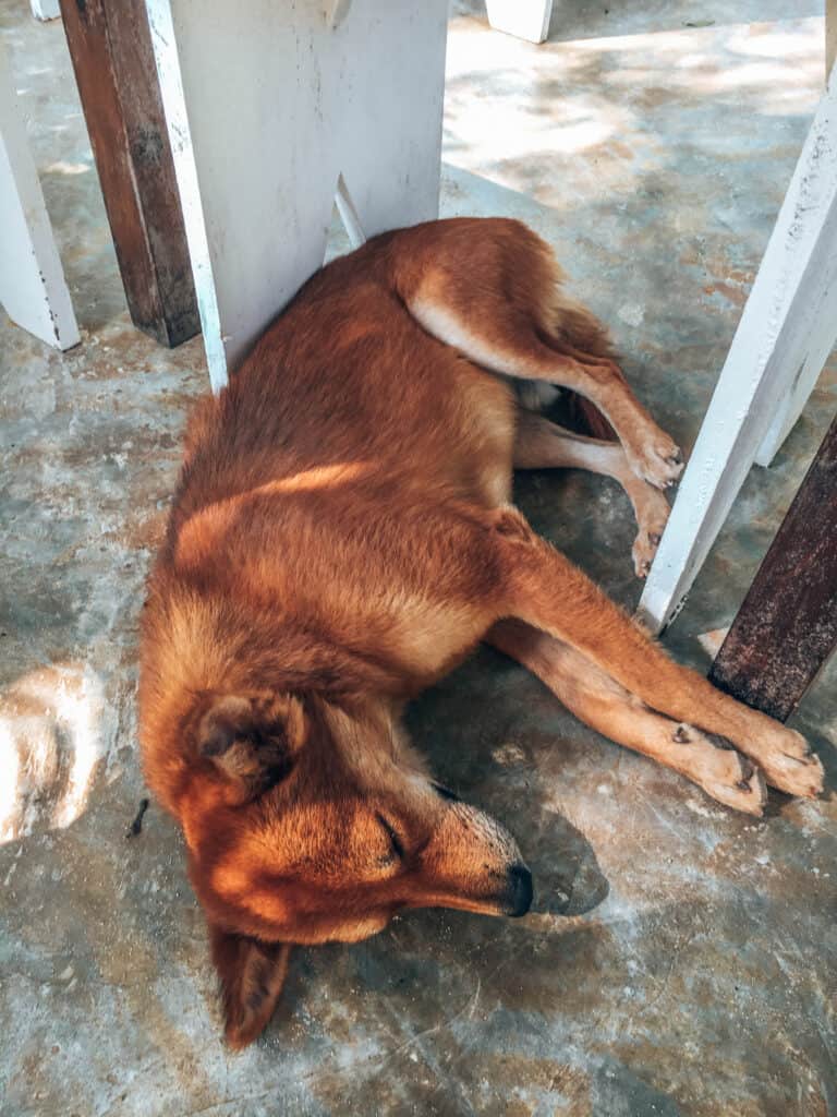 Dog lying on the floor The Kip Ahangama
