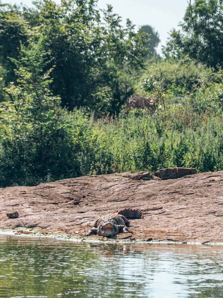 Crocodile at Udawalawe National Park Sri Lanka