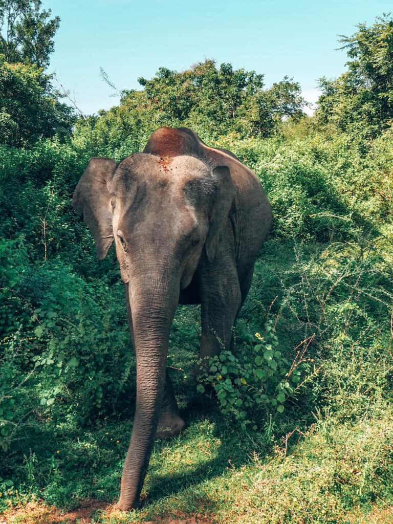 Udawalawe National Park Elephant