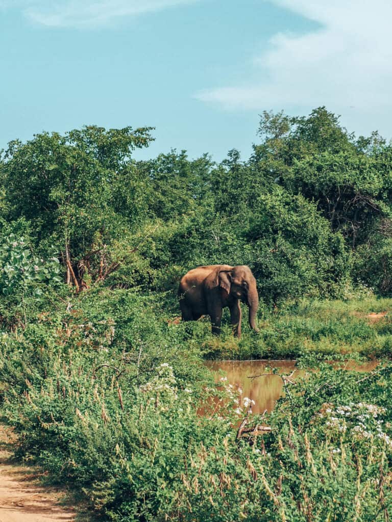 Elephant at Udawalawe National Park Sri Lanka