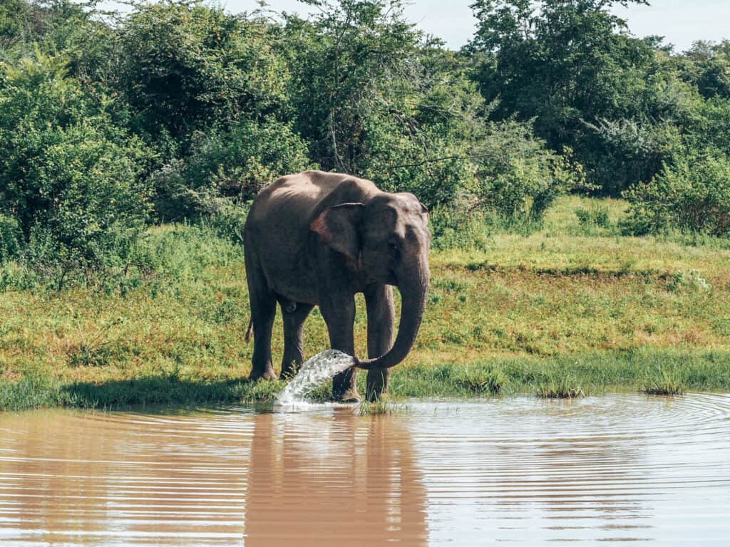 Elephant at water hole in Udawalawe National Park Sri Lanka