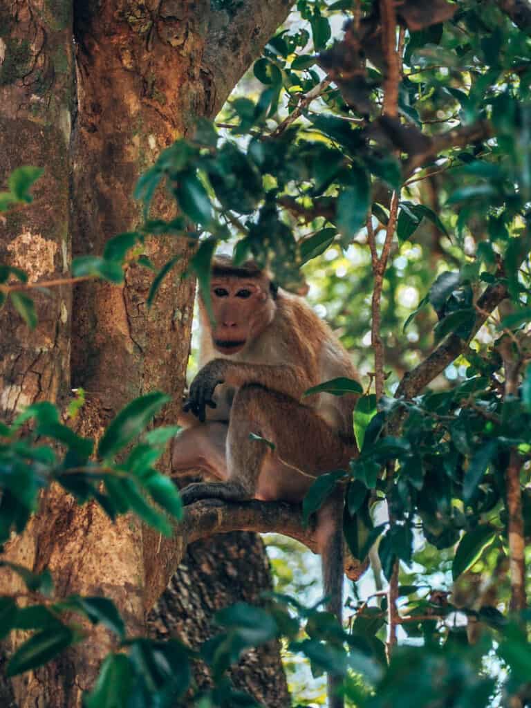 Udawalawe National Park Monkey in tree
