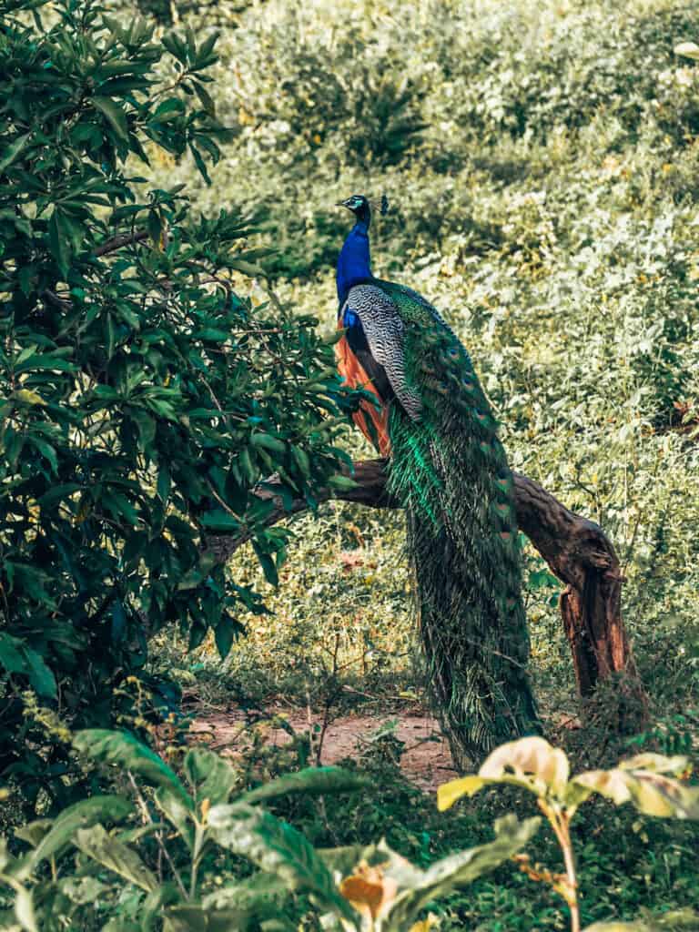 Peacock at Udawalawe National Park Sri Lanka
