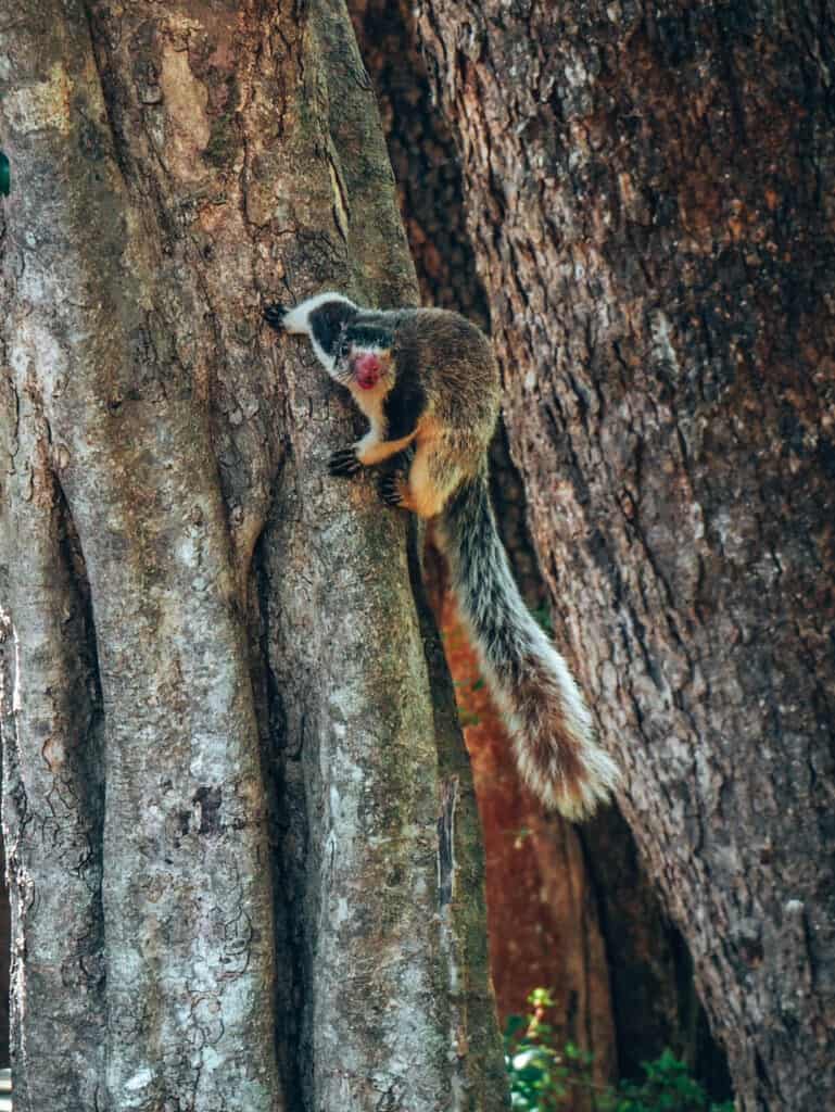 Udawalawe National Park Squirrel