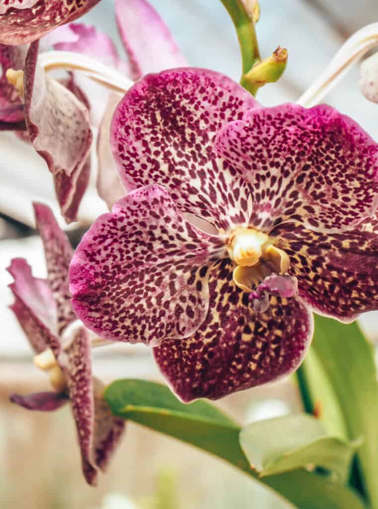 Violet Orchid Royal Botanic Gardens Kandy
