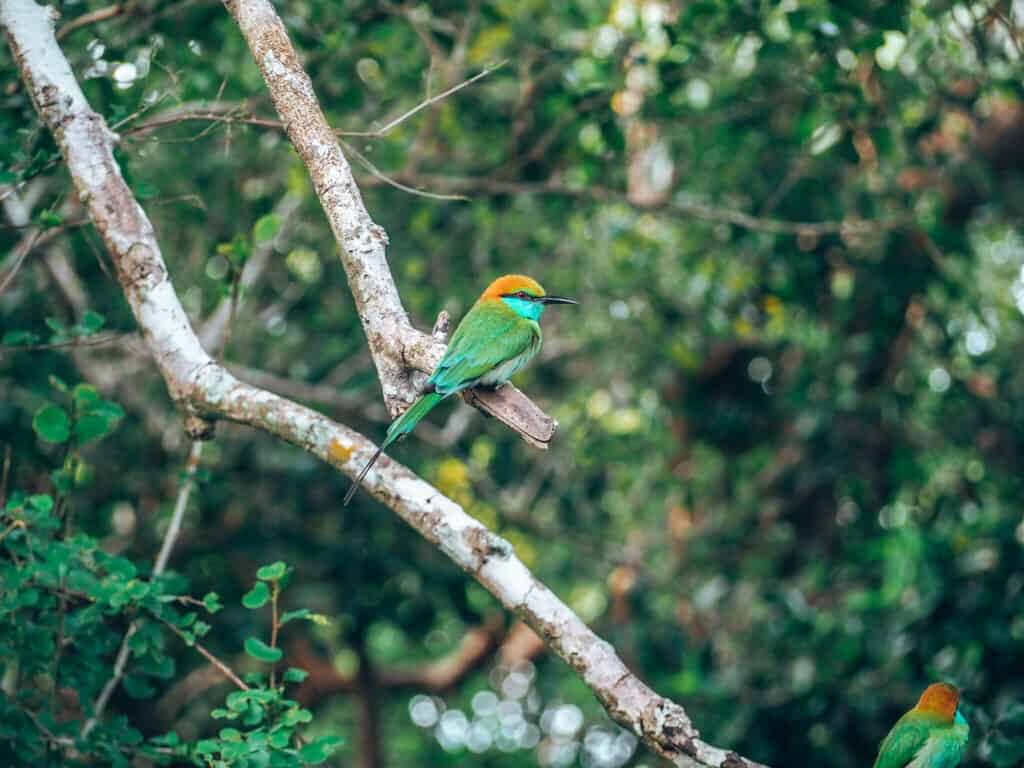 Yala National Park birds