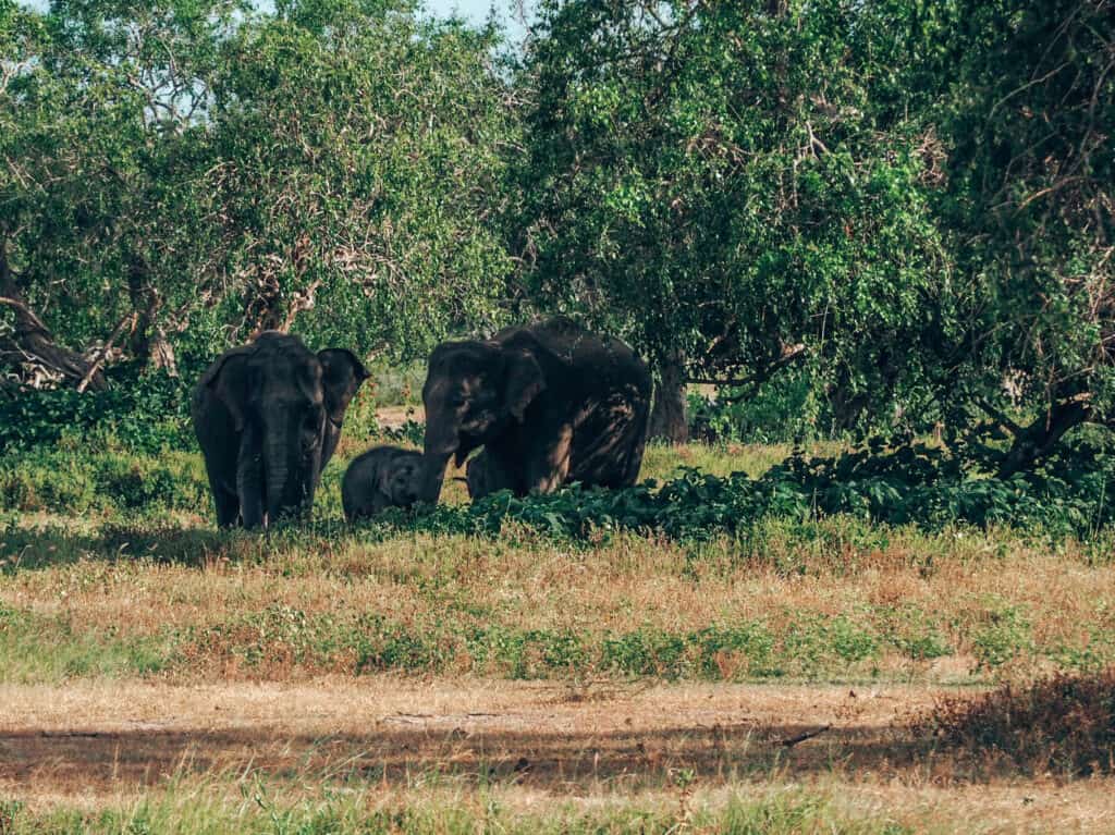 Yala National Park Elephant Family