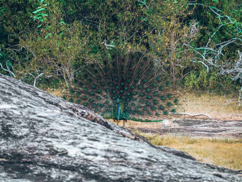 Yala National Park Peacock