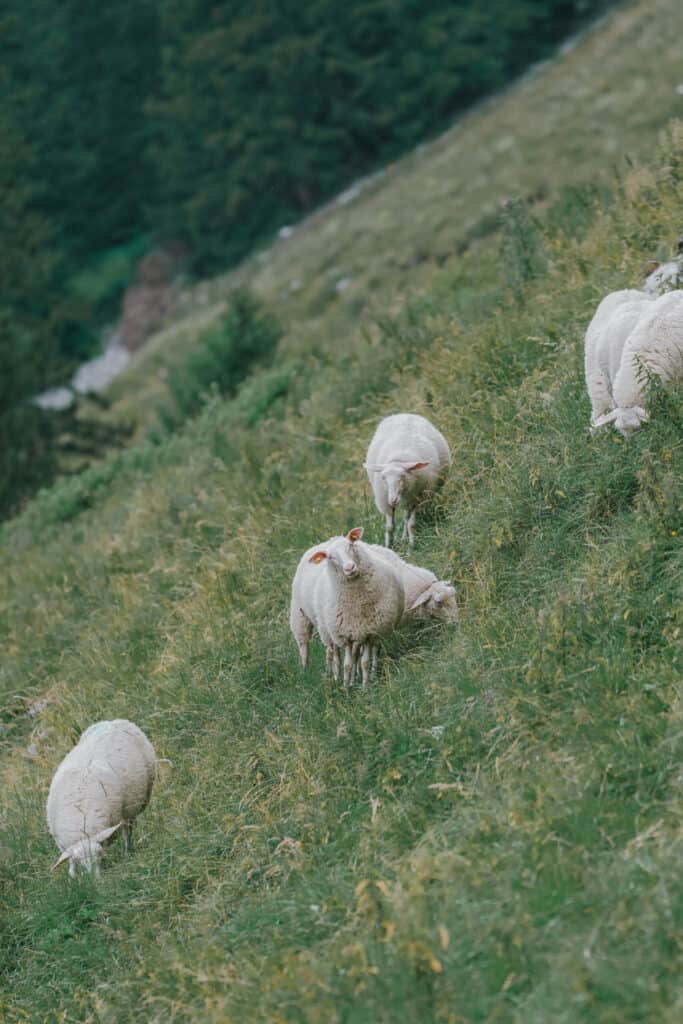 Switzerland Appenzell Sheeps