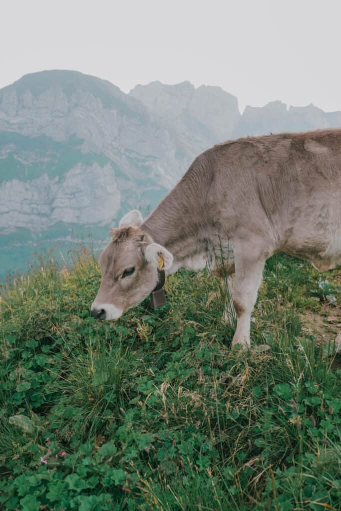 Switzerland Appenzell Cow