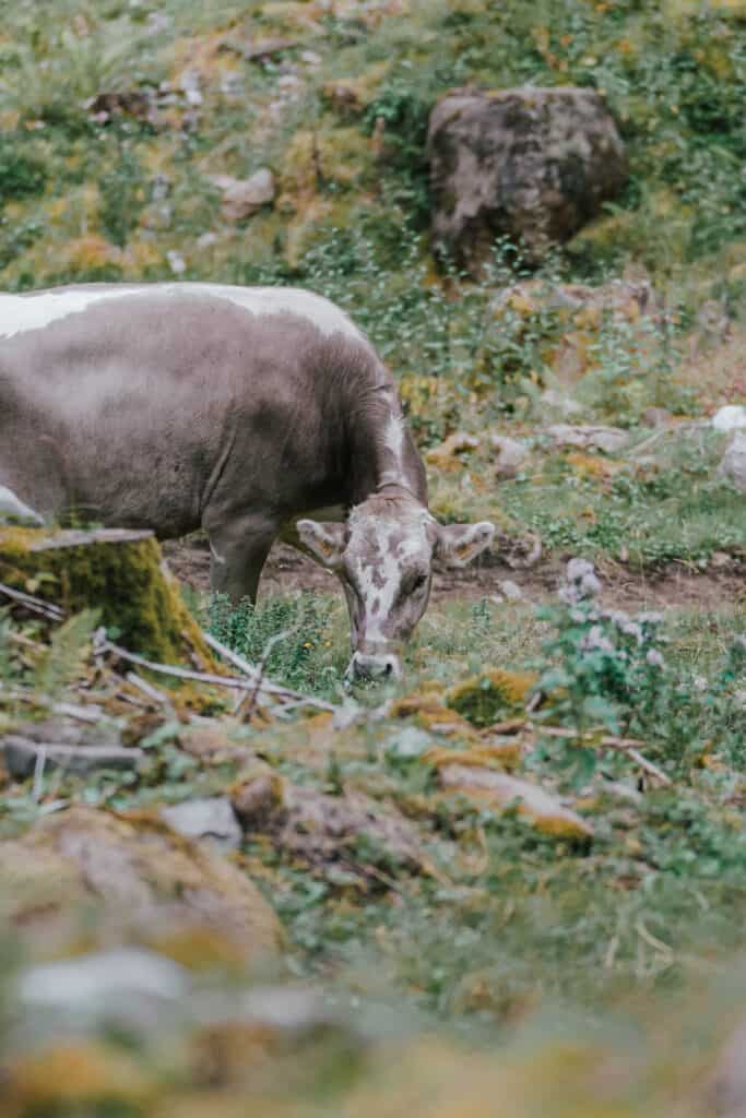 Switzerland Appenzell Cow