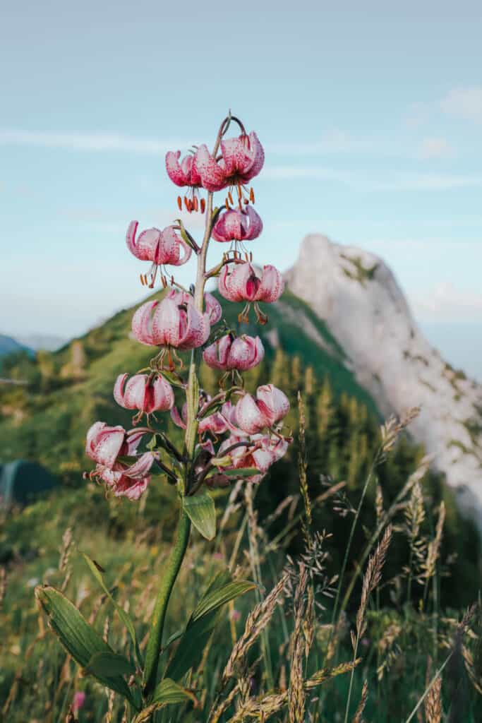 Switzerland Appenzell Flower