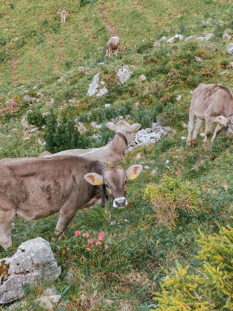 Switezrland Appenzell Cows
