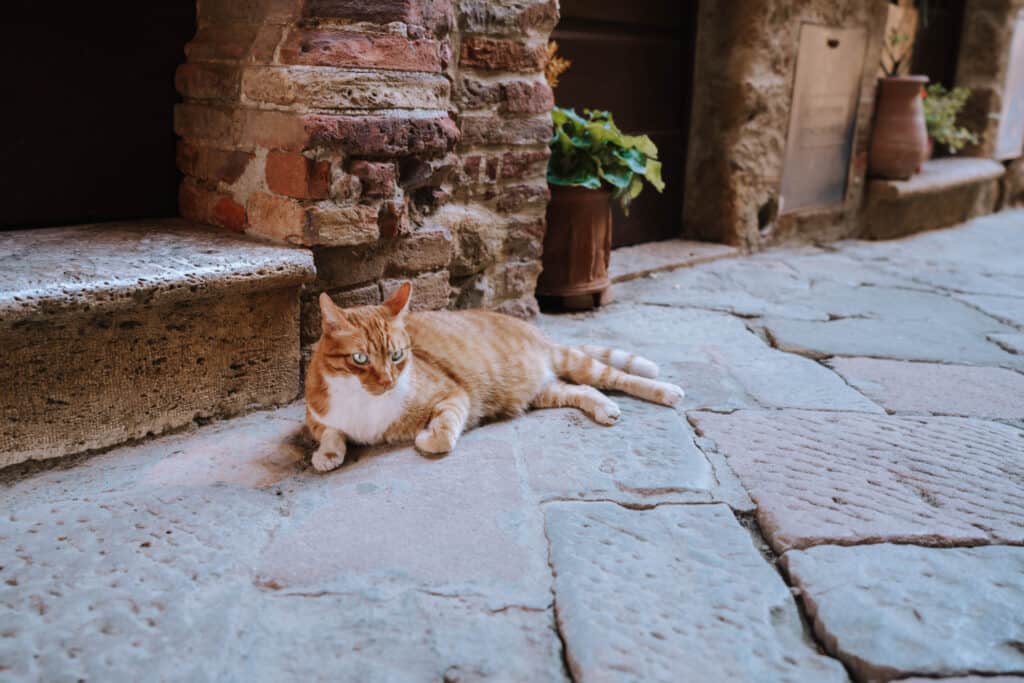 Tuscany Pienza Street Cat