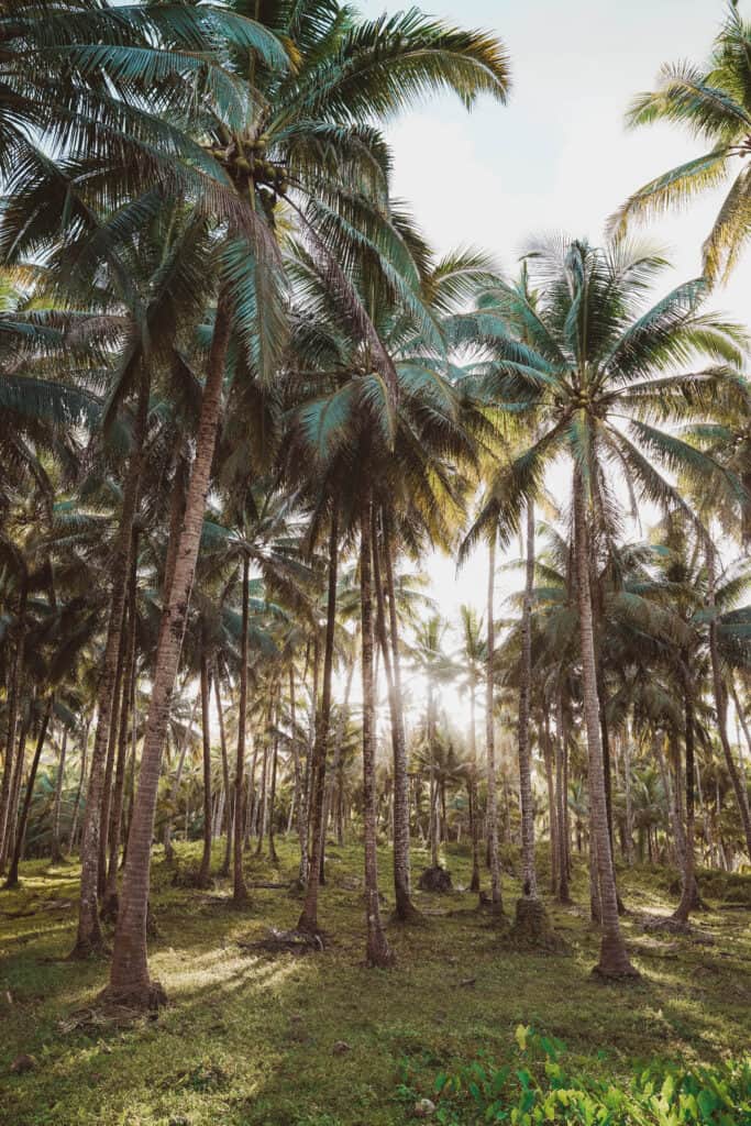 Siargao Palm Tree Forest