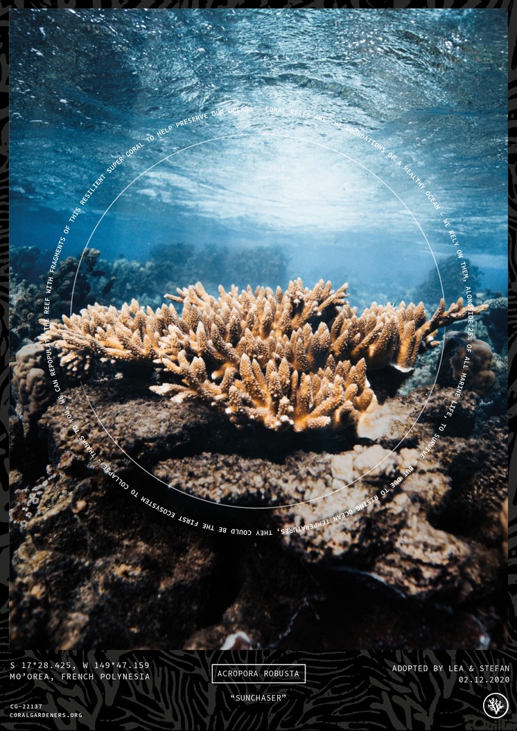 Save our Oceans Adopt a coral