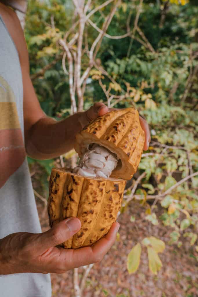 Chocolate Fruit, Costa Rica