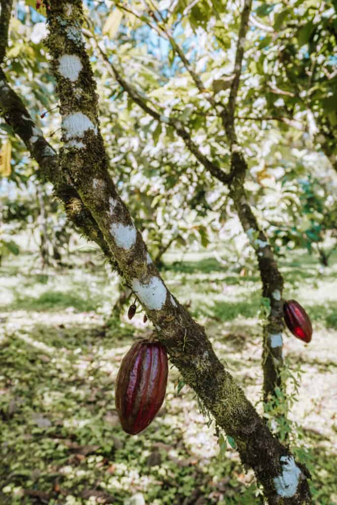 Red cacao fruits hanging on cacao tree